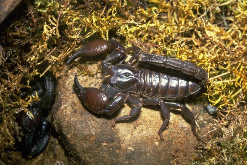 Pandinus Imperator