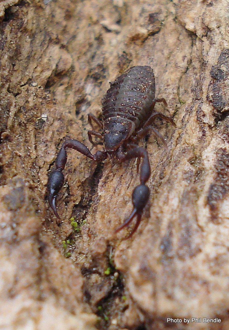 Скорпион Heterometrus spinifer