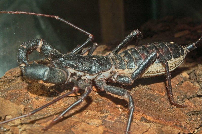 Самый большой Скорпион в мире