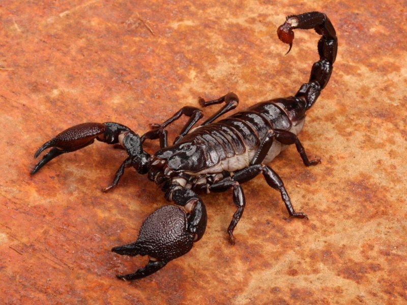 NEPA cinerea (обыкновенный водяной Скорпион)