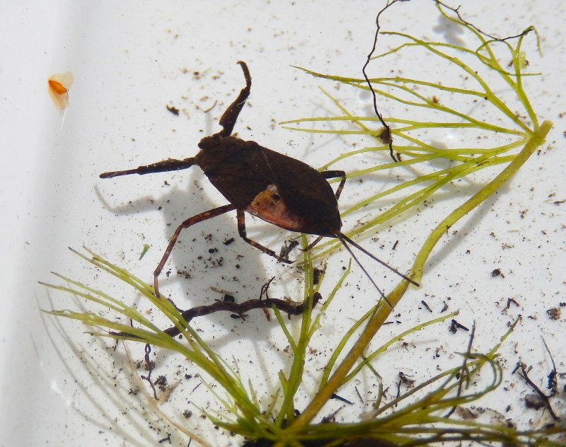NEPA cinerea (обыкновенный водяной Скорпион)