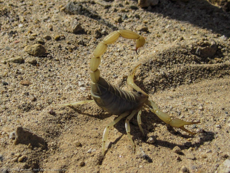 NEPA cinerea (обыкновенный водяной Скорпион)