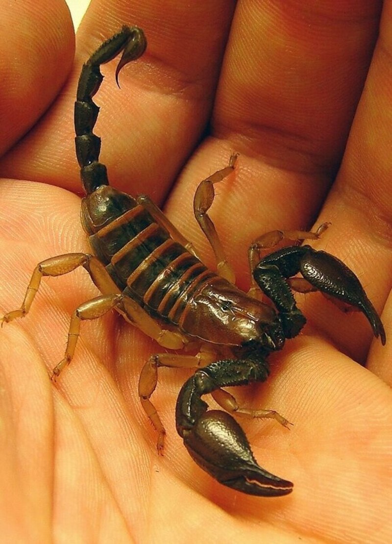 Водяной Скорпион NEPA cinerea