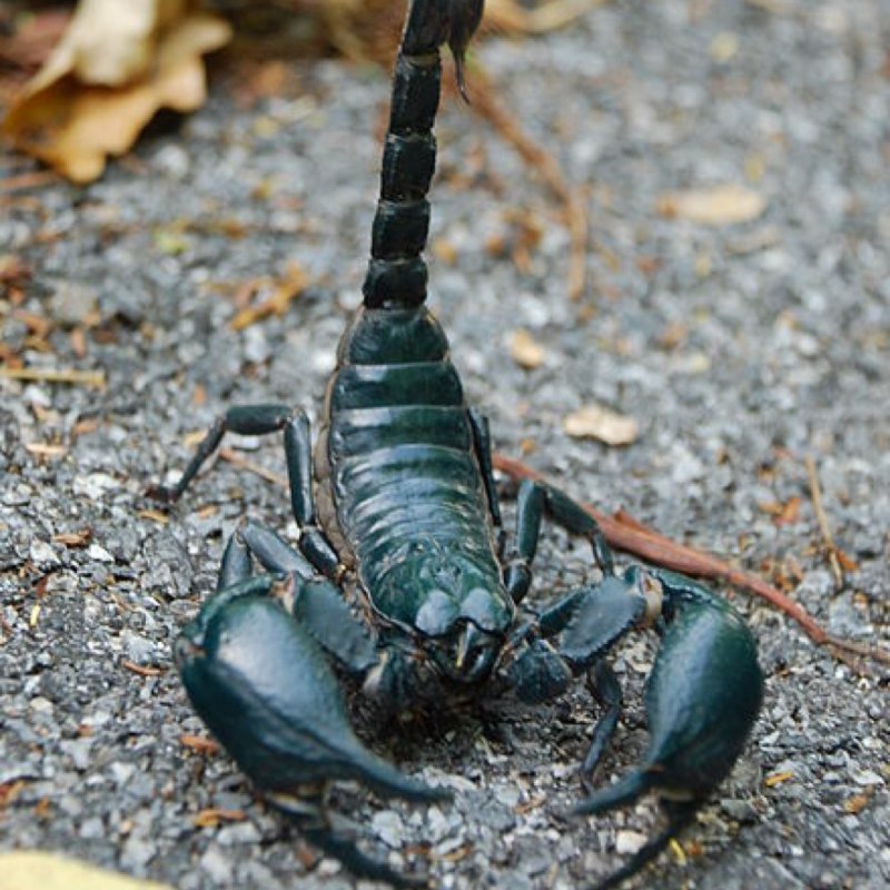 Mastigoproctus giganteus