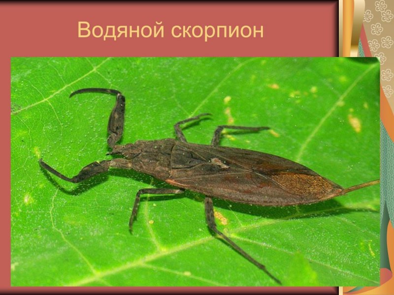 Стрипедтальский Скорпион