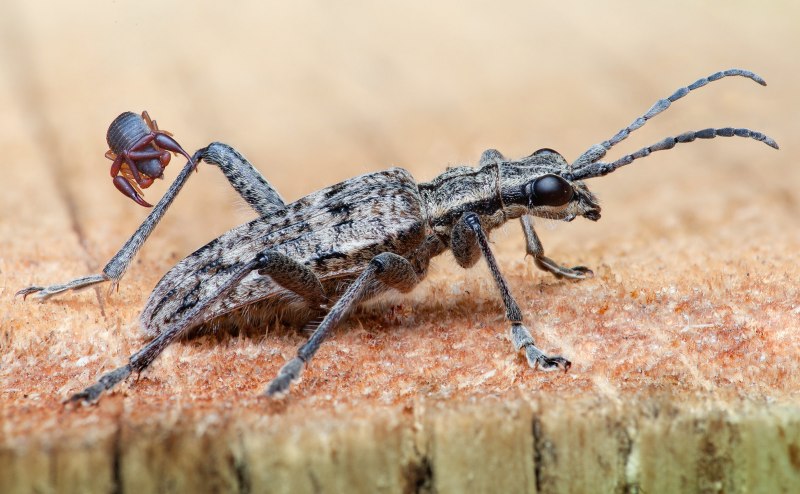 Водяной Скорпион NEPA cinerea