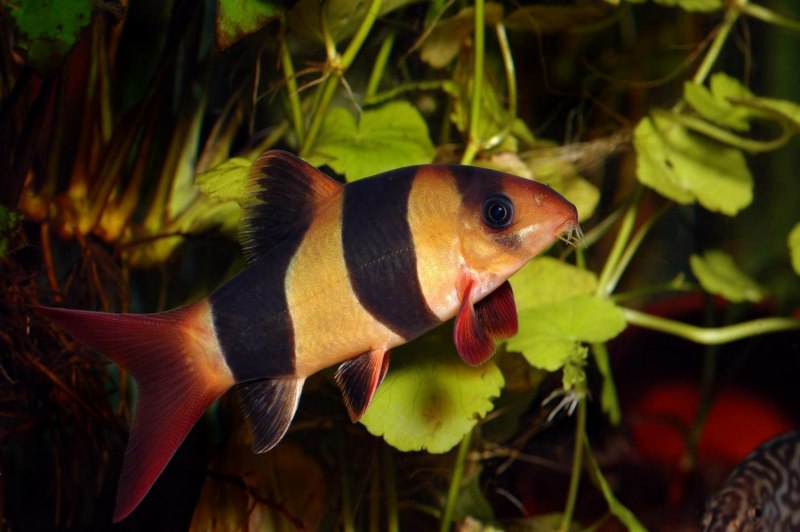 Барбус fasciatus
