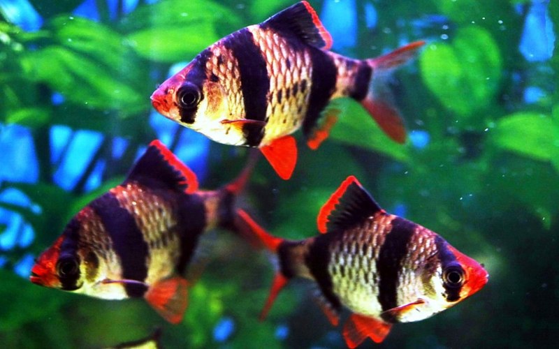 Барбус Огненный (Puntius conchonius)