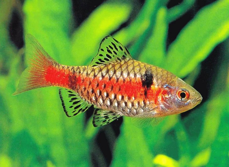 Барбус Шуберта Barbus semifasciolatus schuberti