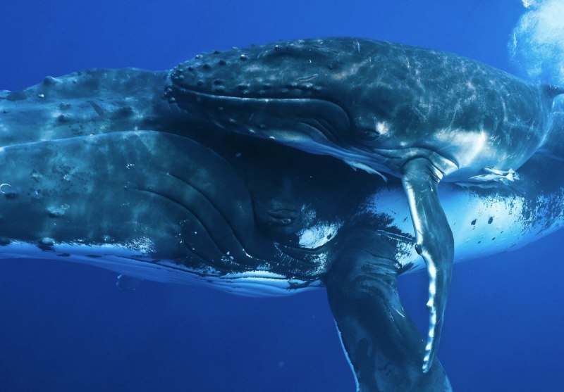 Голубой кит Balaenoptera musculus