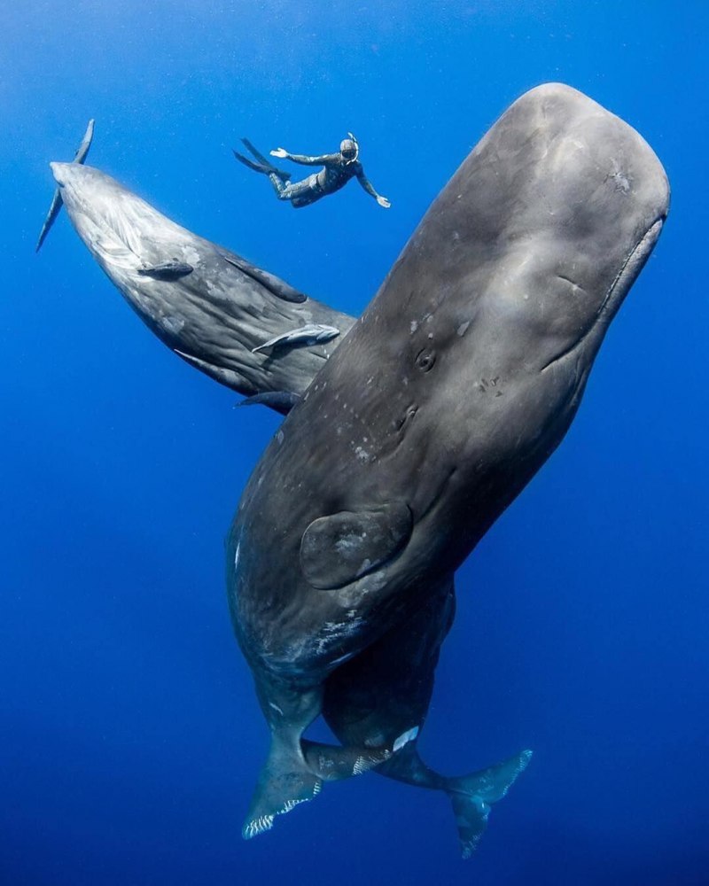 Physeter macrocephalus (Кашалот)