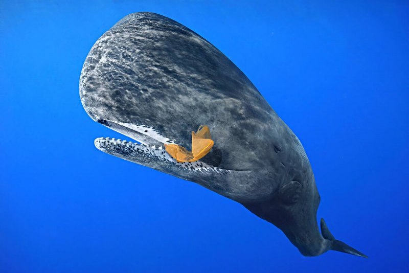 Японский кит Eubalaena japonica