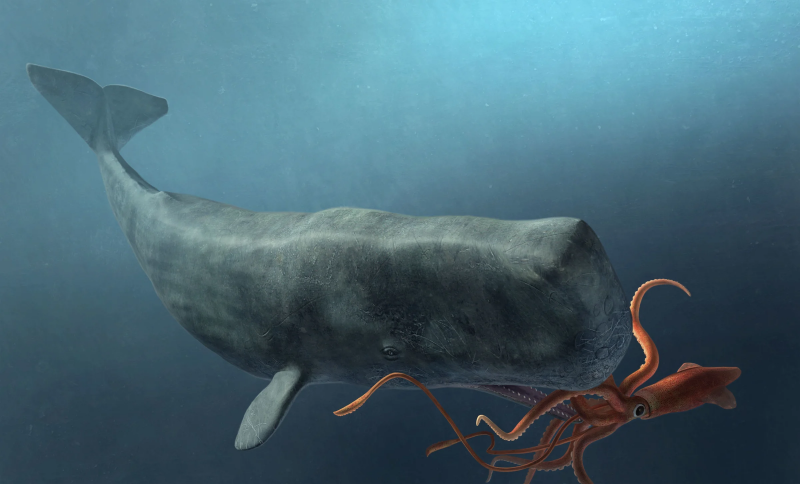 Сейвал (ивасёвый кит) (Balaenoptera Borealis)