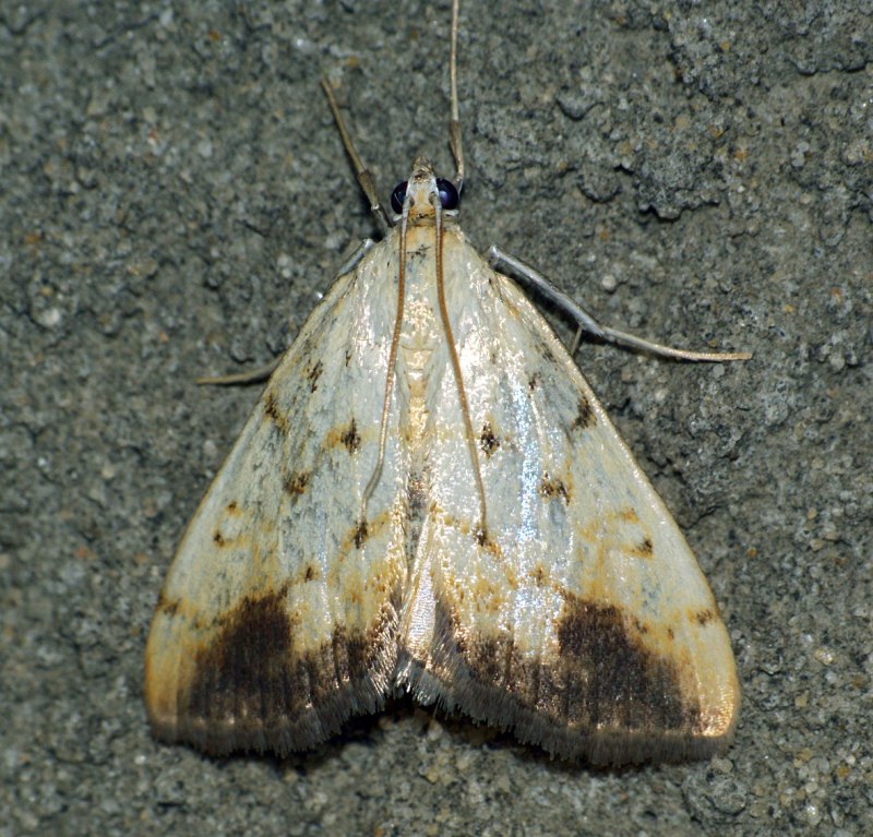 Polypogon tentacularia (Linnaeus, 1758)