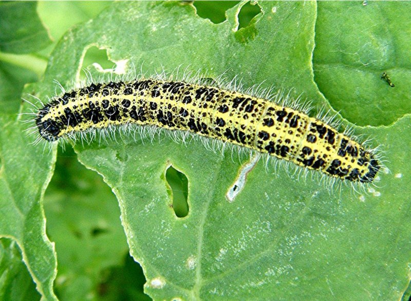 Восковая моль Galleria mellonella