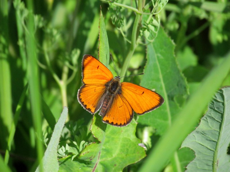 Spodoptera frugiperda (Smit) личинка