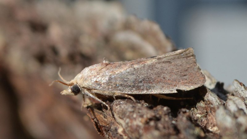 Crambus pascuella