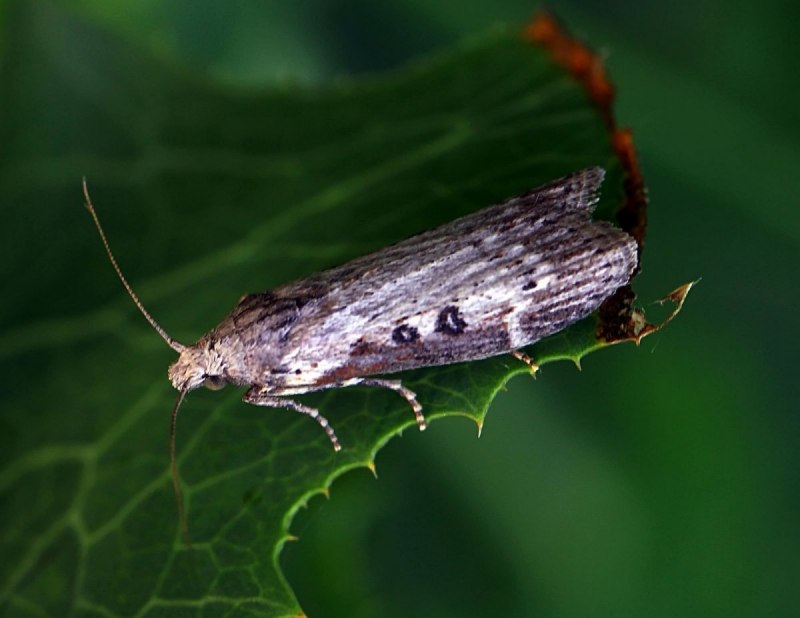 Капустная совка Mamestra brassicae l.
