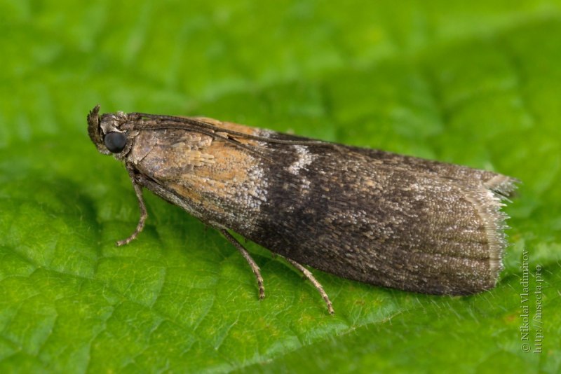 Мучная огневка Pyralis farinalis личинки