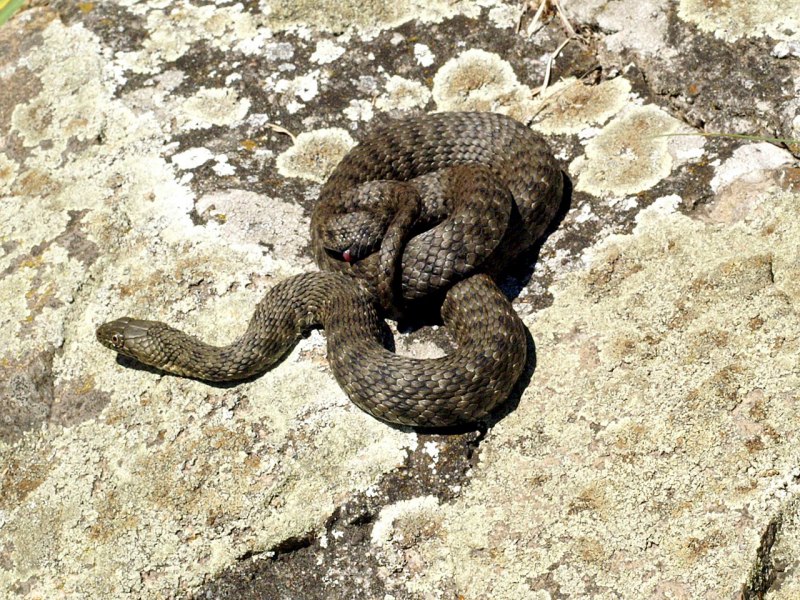 Водяной уж (лат. Natrix tessellata).