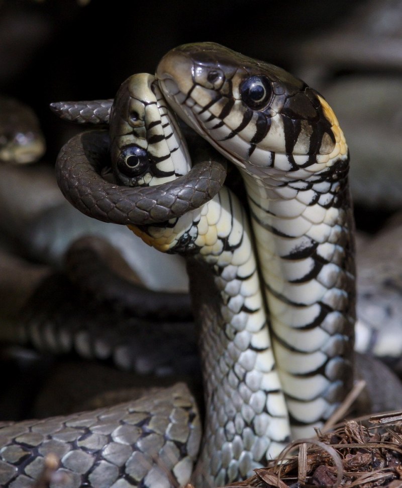 Подвязочная змея (Thamnophis sirtalis)