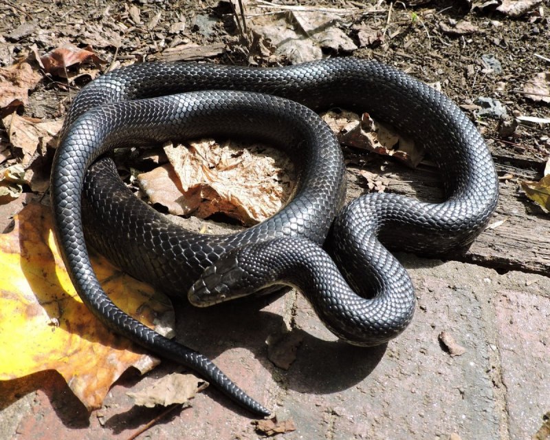 Lampropeltis holbrooki