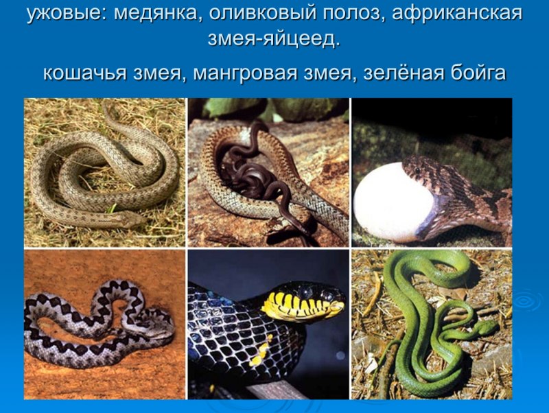 Змея уж обыкновенный