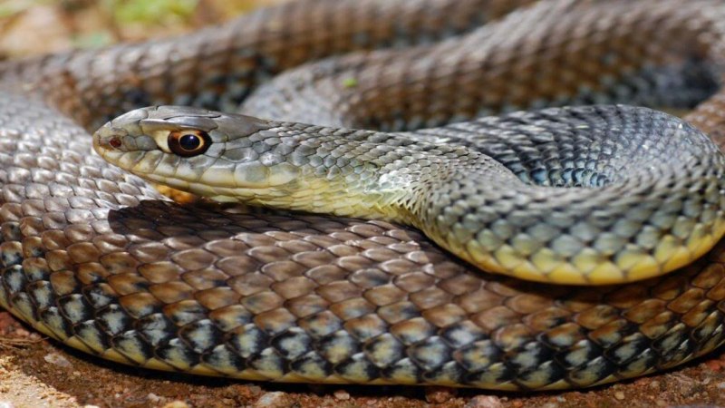 Pseudechis porphyriacus