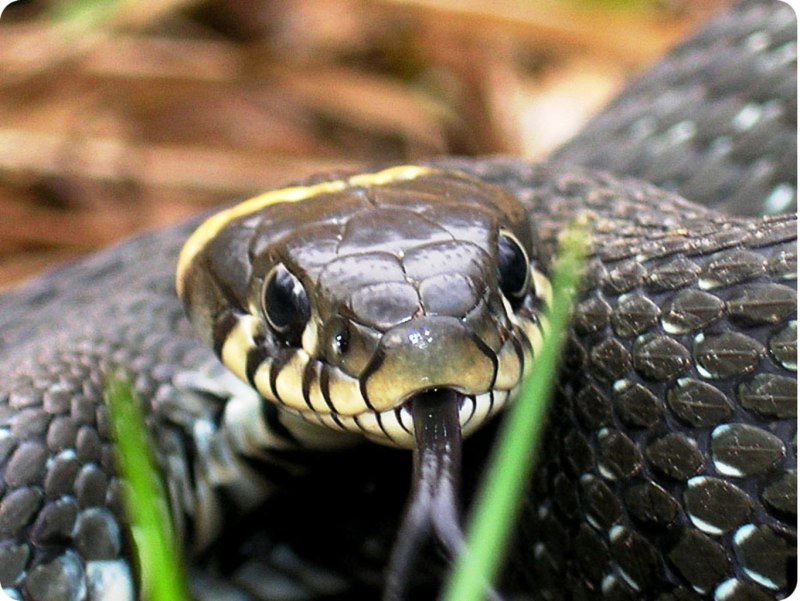 Гадюка Сахалинская ( Vipera sachalinensis )