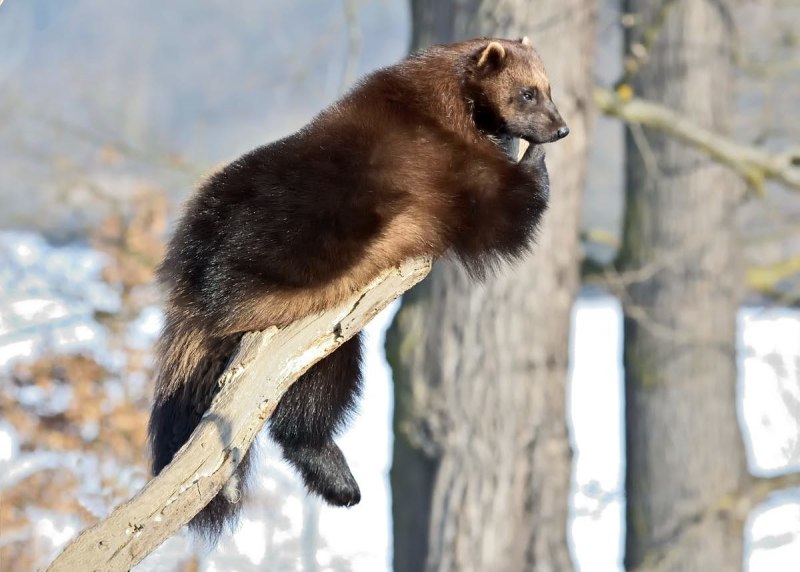 Росомаха (Gulo Gulo)