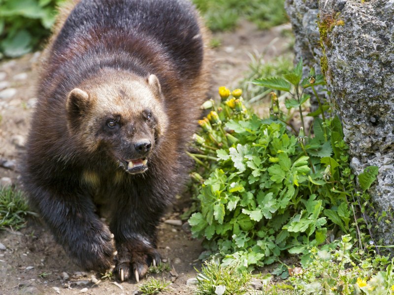 Росомаха (Gulo Gulo)