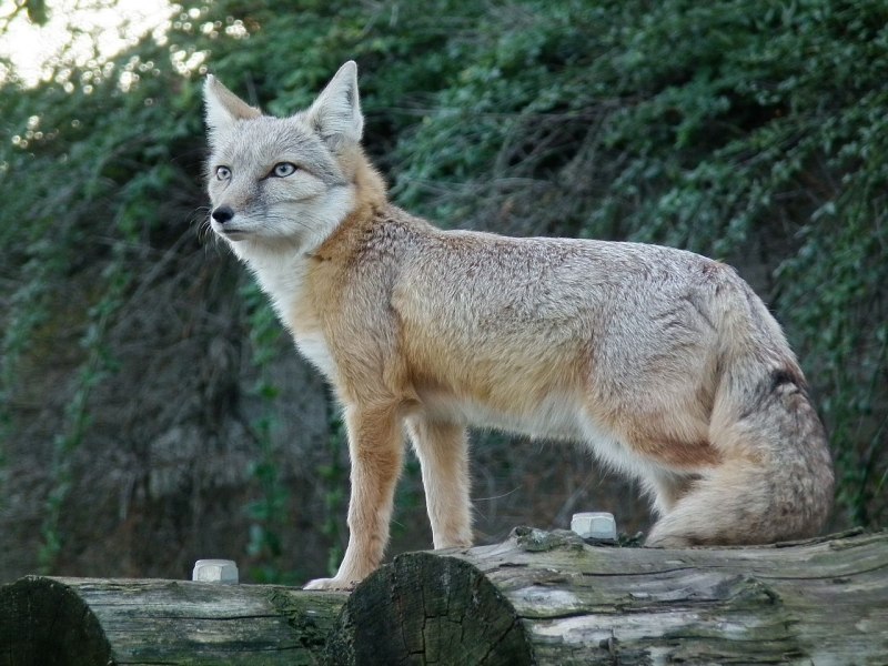 Корсак Казахстан