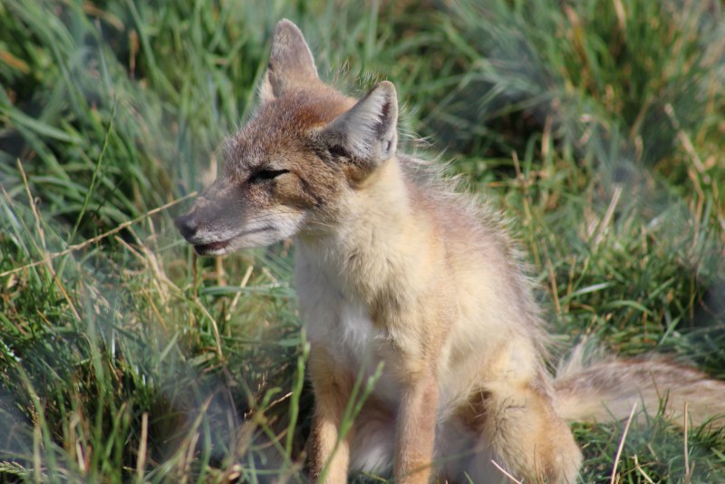 Корсак Даурский