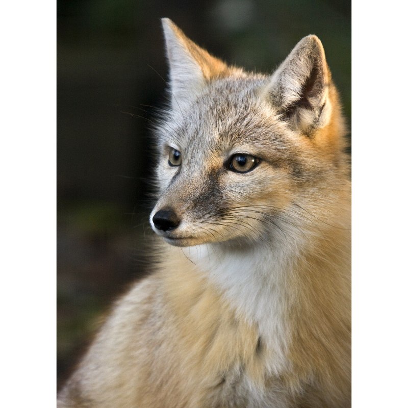 Корсак Сибирский