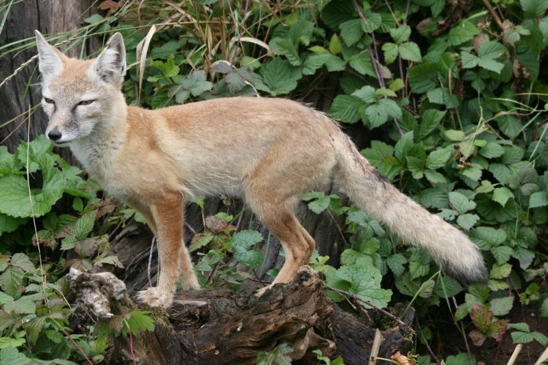Корсак Сибирский