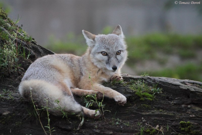 Американский Корсак Vulpes Velox
