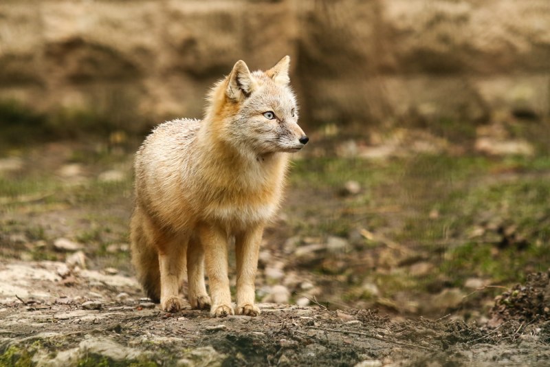 Полупустынная лиса Корсак
