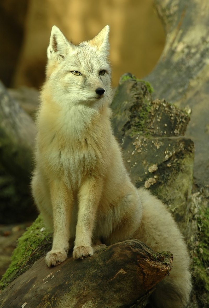 Американский Корсак
