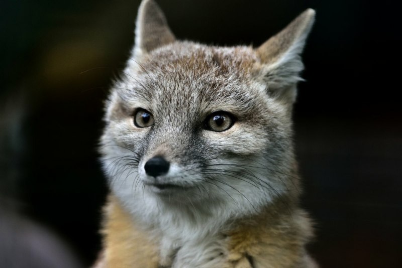 Американская лисица Vulpes macrotis