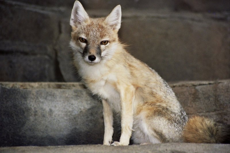 Американский Корсак Vulpes Velox