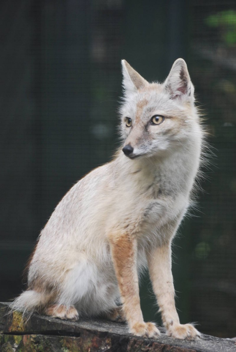 Корсак-семейство Лисьих