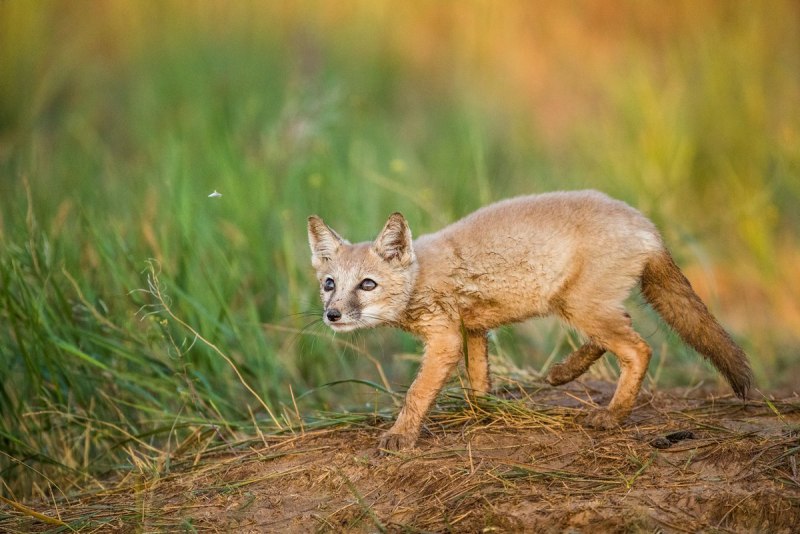 Корсак Казахстан