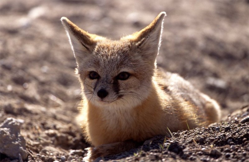 Американская лисица Vulpes macrotis