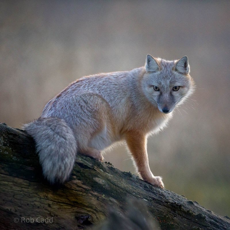 Корсак скалится
