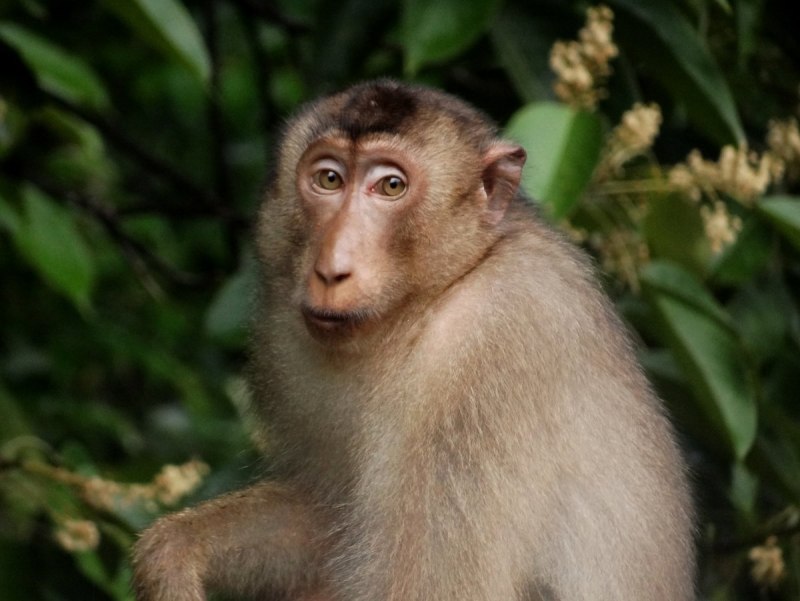 Macaca Leonina (Northern Pig-tailed macaque)