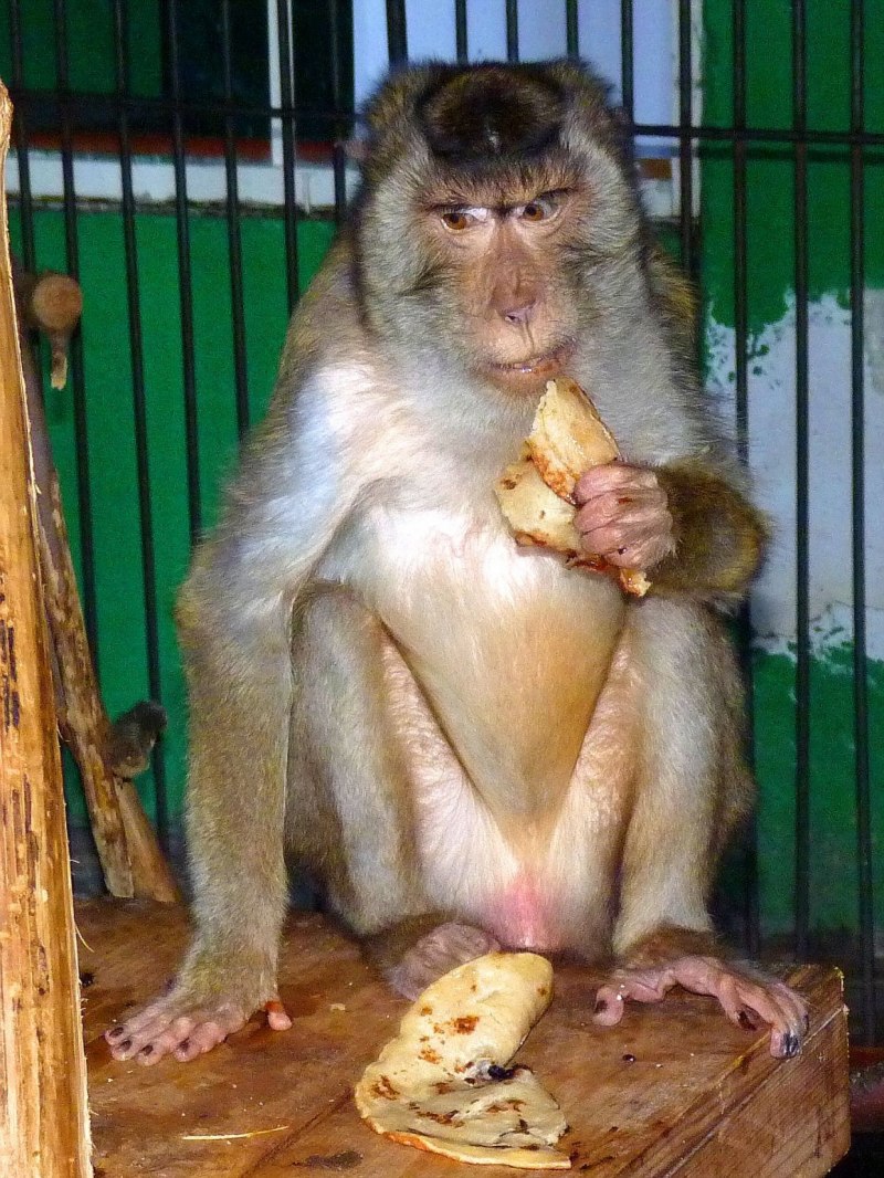 Macaca nemestrina nemestrina