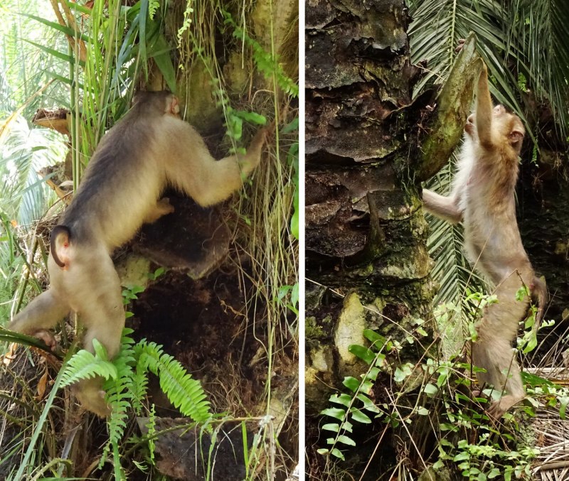 Macaca nemestrina (Pig-tailed macaque)