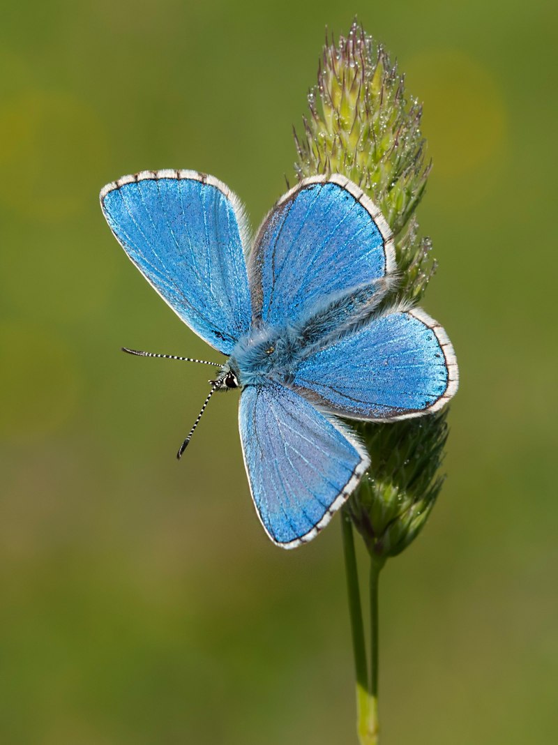 Бабочка Adonis Blue