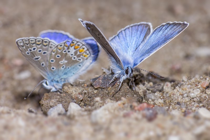 Голубянка Аргус plebejus Argus