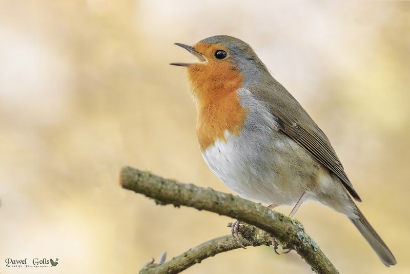 Европейский Робин (Erithacus rubecula)